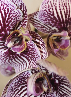 Beyaz ve Mor çizgili Orkide Çiçekleri Sarı Stamens Makro Görüntülü