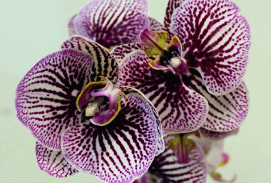Violet Orkidesinin Enfeksiyonu Ekstrem Kapanış Fotoğrafı  