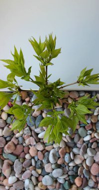 Doğal malzemelerle dekorasyon malzemelerini resimlemek için dikey arkaplan. Taşların deseni ve kop alanı olan yeşil dallar. 