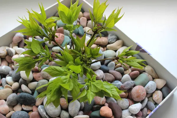 Üzerinde çeşitli deniz taşları olan bir karton kutu ve üzerinde genç bir kapalı yer ağacı filizleri var. Doğal malzemelerle ev dekorasyonu