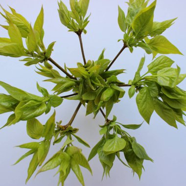 Beyaz arkaplanda çiçek şeklinde yeşil dalların kare görüntüsü.