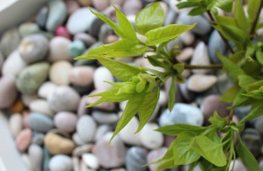 Renkli çakıl taşlarının üzerinde yeşil yapraklardan oluşan çiçek desenli eko arka plan detaylı görünüm