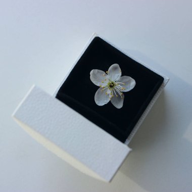 Beyaz Deri Kutunun Kare Fotoğrafı ve Beyaz Çiçekler İzole Edildi