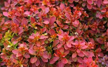 Japon Böğürtlen Çalılarının Doğal Durum Görünümündeki Katı Dokuları