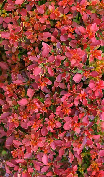 Dikey Arkaplan için Berberis Stok Fotoğrafının Yumuşak Kırmızı Dalları Şablonu 
