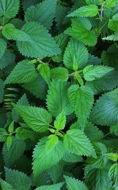 Dikey hikaye için doğal koşullarda yetişen dikenli yeşil turşu bitkilerinin deseni.