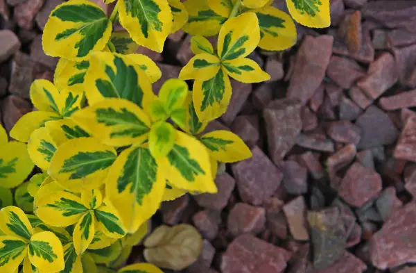 Çiçek tarlasında bulunan dekoratif granit moloz seviyesinde bile bahçe dekorasyonu için renkli yapay bir bitki var.