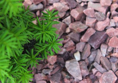 Plastik Dallar ve Kırmızı Granit Chippings 'in Dekoratif Spruce Tasarımı. Açık Hava Dekorasyonu için Süslü Granit Moloz ve Yapay Bitki 