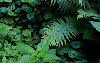 Dense thickets of green plants in the deep forest covered the soil 