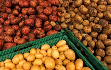 Üç çeşit yeni kazılmış patatesler. Ayrı kutulara toprak yapışmış.