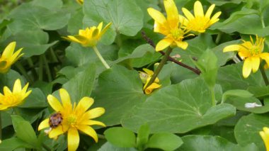 Marigold bataklığının sarı çiçekleri bataklık ovalarında filizlenmiştir. Kuşların orijinal sesleri ve görünmeyen nehrin yakınlarındaki