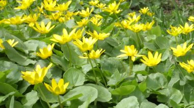 Çiçek açan Caltha Palustris 'in ya da çiçekli sarı bataklık Marigold' un çayırdaki rüzgarda sallanışının videosu