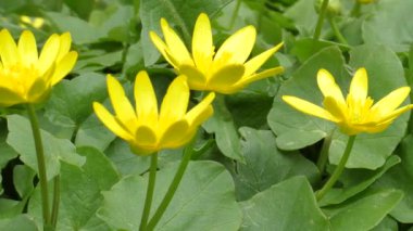 Küçük sarı Marigold Marigold çiçekleri güçlü bir rüzgarda sallanırken HD yağmur videosunun orjinal sesi