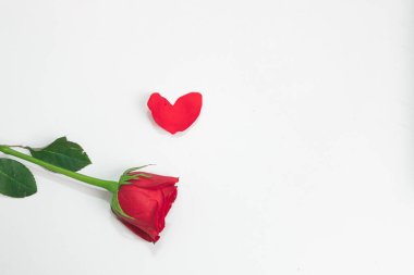 hermosas rosas y petalos