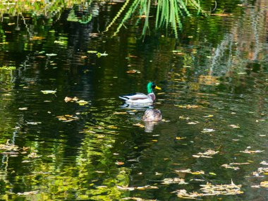 Parktaki göldeki ördekler.