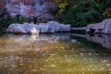 Ormandaki nehrin güzel bir görüntüsü