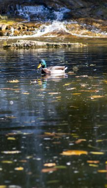 Ördek suda yüzüyor.