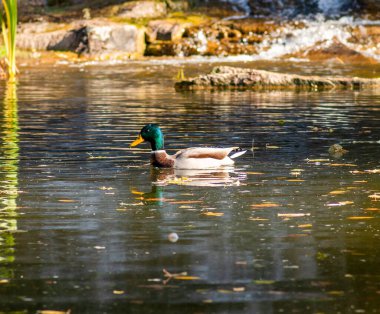 Sonbahar parkında yüzen küçük bir ördek.