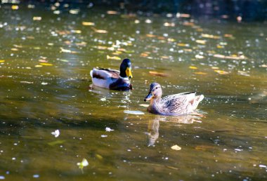 Orman dükü şelalesinde
