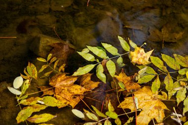 Sonbahar yaprakları yerde.
