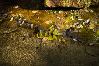 Parktaki küçük bir göletin güzel bir görüntüsü.