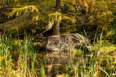 Devrilmiş ağaçlarla dolu küçük bir nehir.