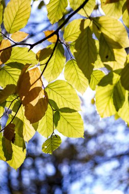 Sonbahar yaprakları, sonbahar bitkileri