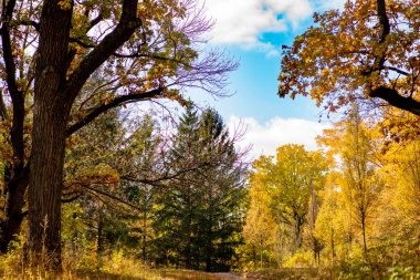 Ağaçlı ve yeşil yapraklı sonbahar manzarası