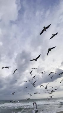 Martılar kışın denizin üzerinde uçuyor.