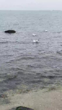 Deniz kıyısının güzel manzarası