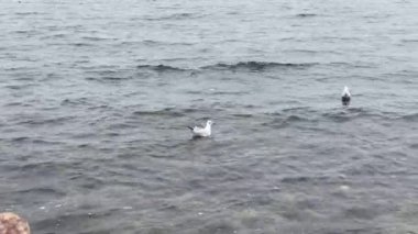 Güzel bir deniz manzarası. Doğa, seyahat