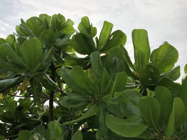 Güzel botanik fotoğrafı, doğal duvar kağıdı.