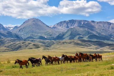 A herd of horses in the picturesque foothills on a summer day clipart