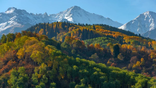 Drzewa Jesiennymi Liśćmi Zboczach Gór Zailiyskiy Alatau Kazachstanie — Zdjęcie stockowe