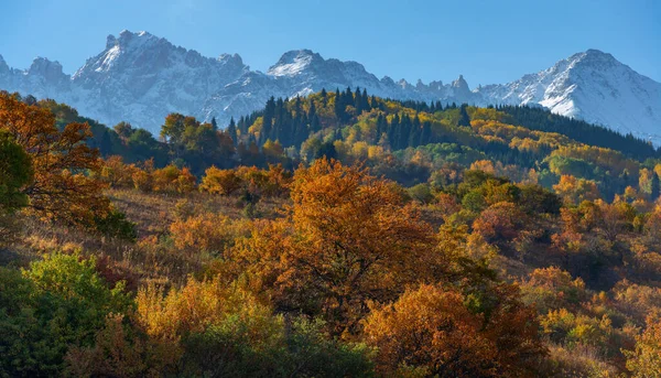 Drzewa Jesiennymi Liśćmi Zboczach Gór Zailiyskiy Alatau Kazachstanie — Zdjęcie stockowe