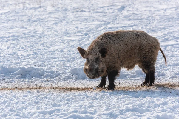 겨울에는 멧돼지 — 스톡 사진