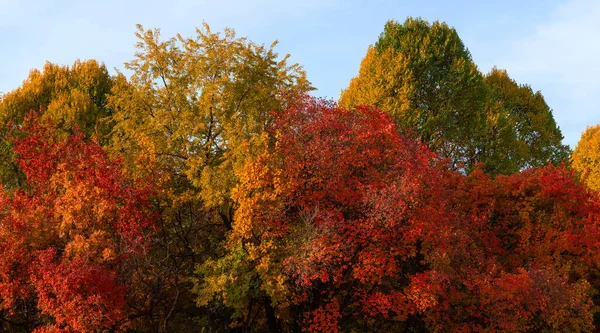 Árvores Coloridas Dia Outono — Fotografia de Stock
