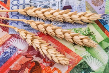 Dry ears of wheat on the background of Kazakhstani bills - tenge