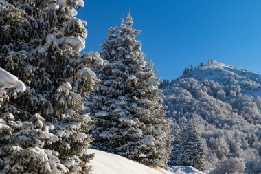 Forest in the mountains on a sunny winter day