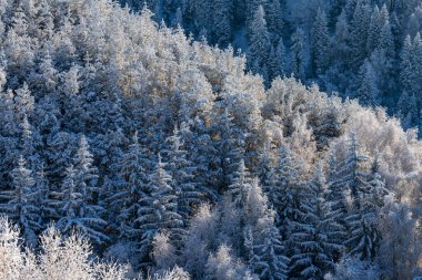 Forest in the mountains on a sunny winter day