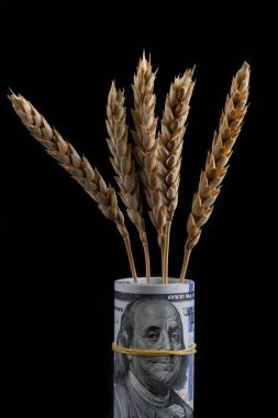 Ripe ears of wheat and rolled up 100 US dollar bills clipart