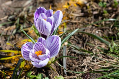 Bir bahar günü açmakta olan çuha çiçekleri.