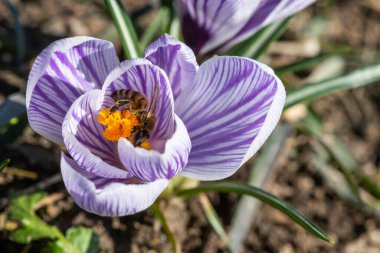 Bahar çiçeğinin üzerinde bir arı - bir kruvazörün üzerinde