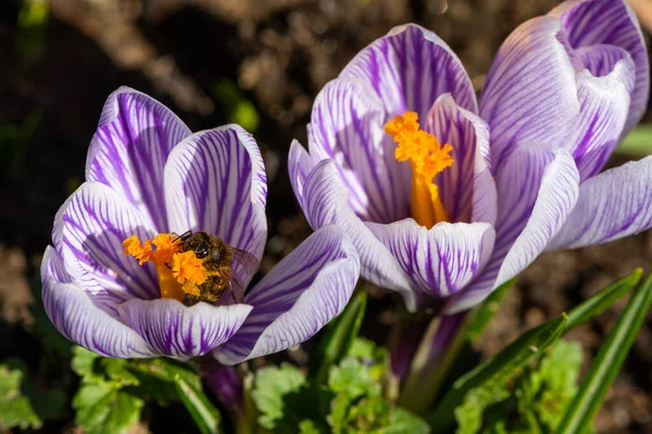 Bahar çiçeğinin üzerinde bir arı - bir kruvazörün üzerinde