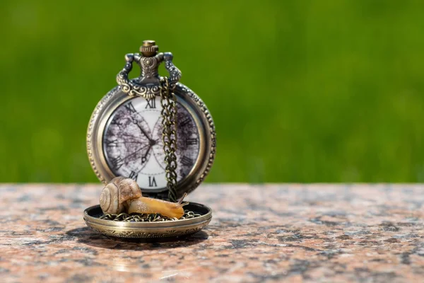 Caracol Arrastra Sobre Reloj Bolsillo Antiguo Sobre Fondo Hierba Verde — Foto de Stock
