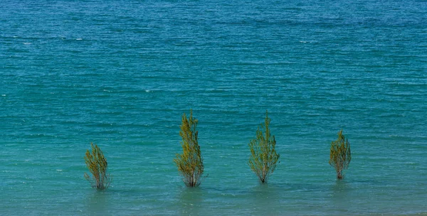 Vier Kleine Bäume Stehen Wasser — Stockfoto