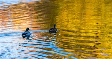 İki vahşi ördek bir sonbahar günü su yüzeyinde yüzer.