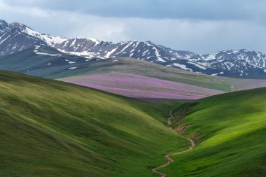 Kazak şehri Almaty yakınlarındaki bir yaylada Zailiysky Alatau dağlarında çiçek açan alp çayırları.