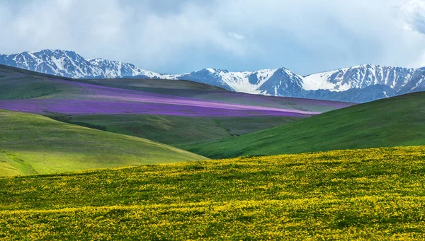 Blommande Alpina Ängar Bergen Zailiysky Alatau Platå Nära Den Kazakstanska — Stockfoto