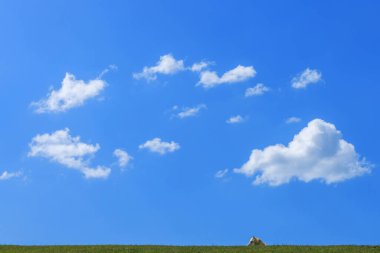 Bulutlu bir gökyüzüne karşı bir at tepenin arkasında saklanıyor.